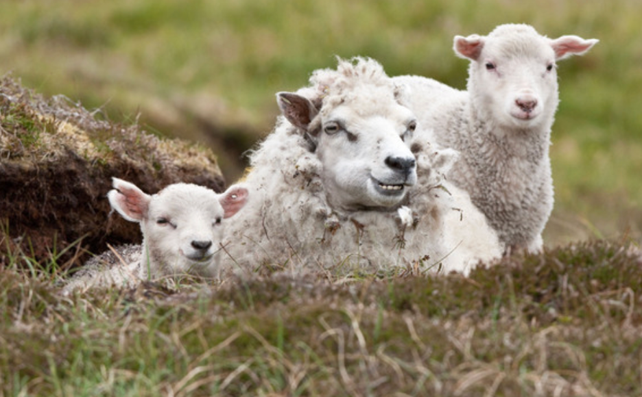 WYS Croft Woodside Blanket Kit